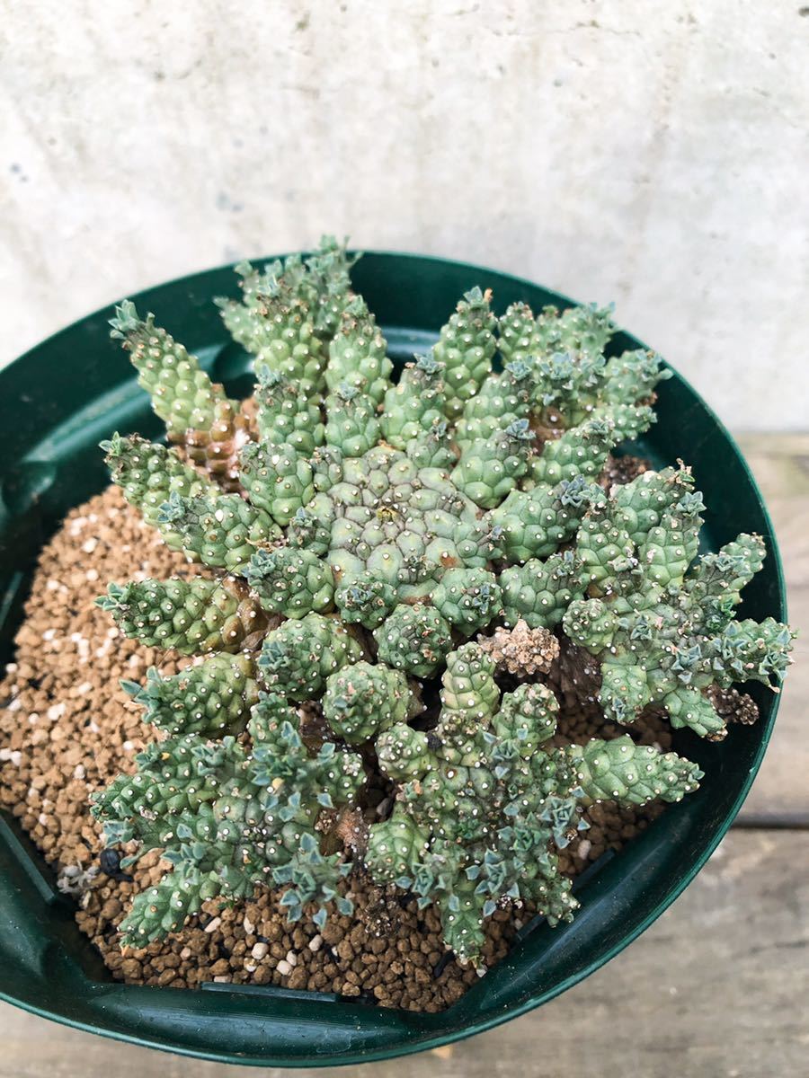 Euphorbia atroviridis B120【大株】 ユーフォルビア アトロビリディス