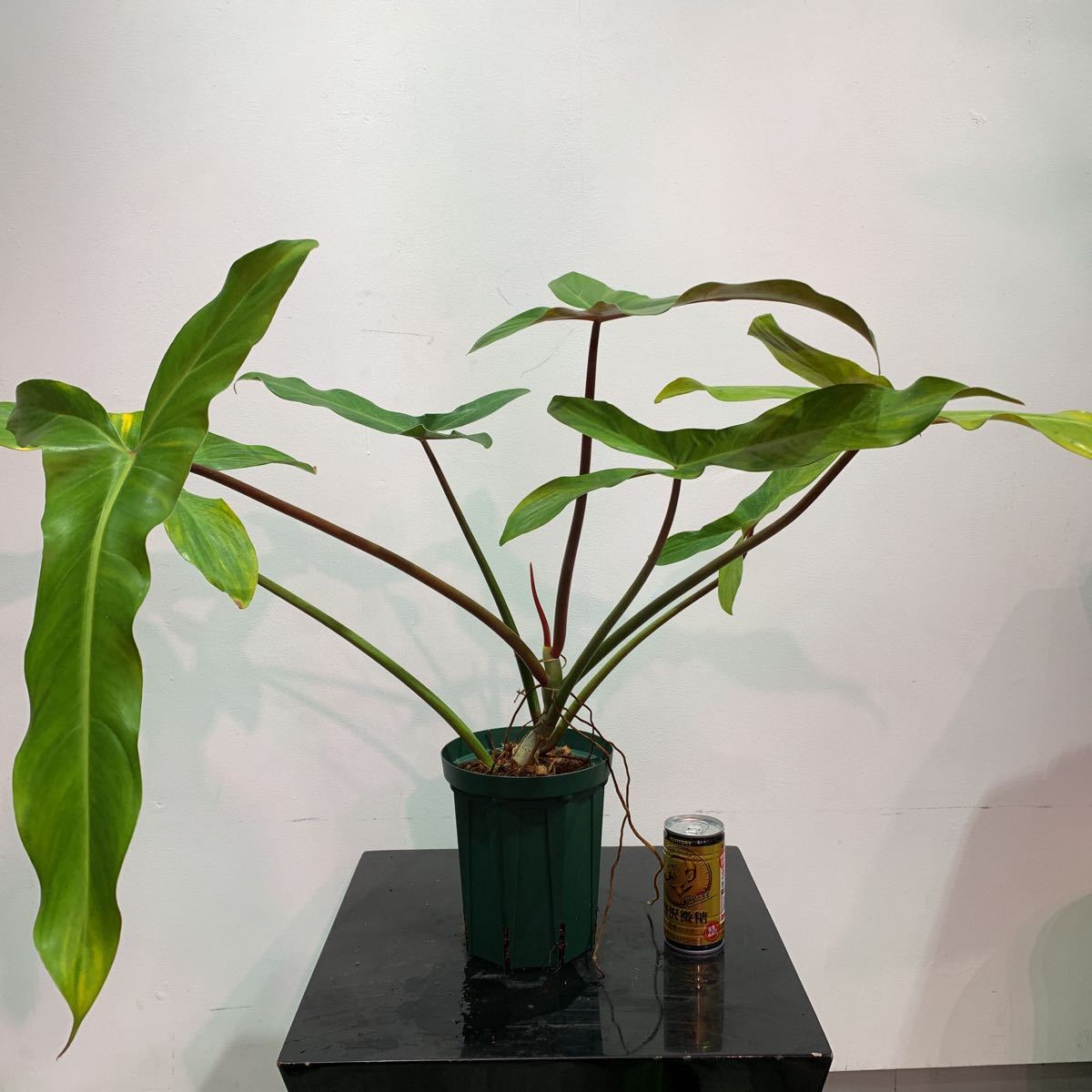 Philodendron mexicanum | フィロデンドロン mexicanum｜Yahoo