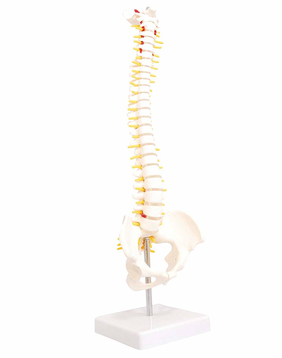 人体模型 脊椎骨盤模型 脊柱 脊髄 背骨 腰椎 模型 股関節 1/2 モデル (股関節 なし)_1