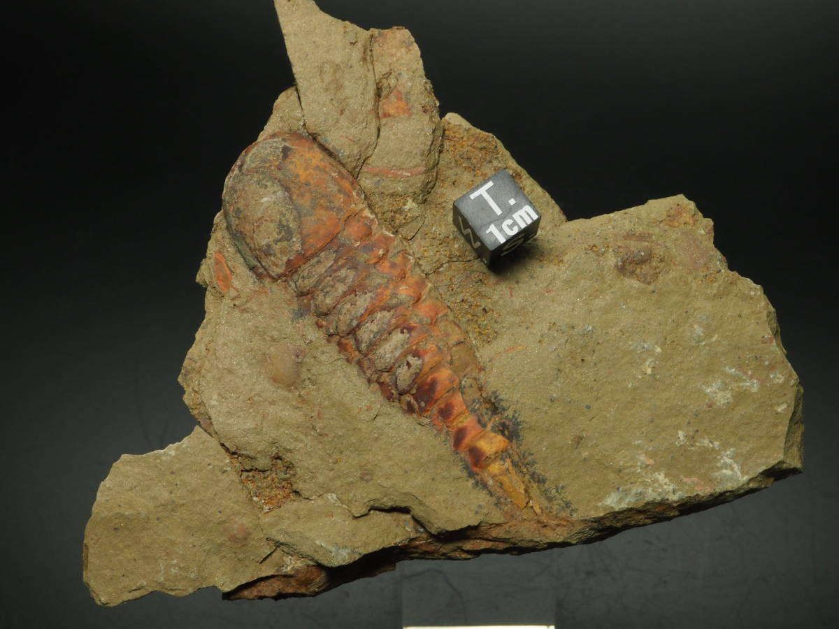 セール価格でお買い物 極上！希少！節足動物の化石【Tremaglaspis sp