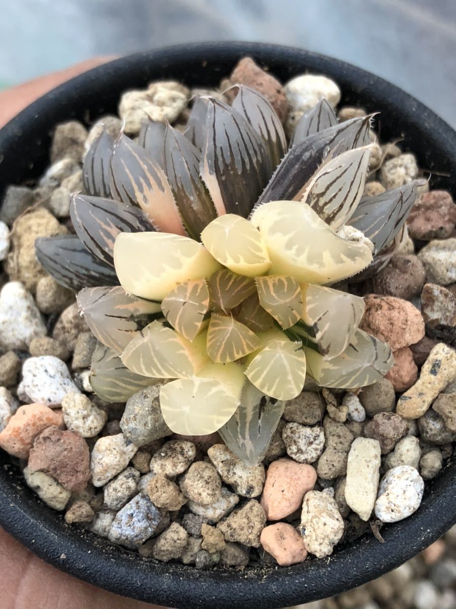多肉植物 ハオルチアオブツーサ錦良苗極上株 多肉植物 ハオルチア