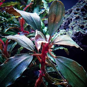 【専用出品】ブセファランドラ4種類セット 2025年最新】ブセファランドラ セットの人気アイテム - メルカリ