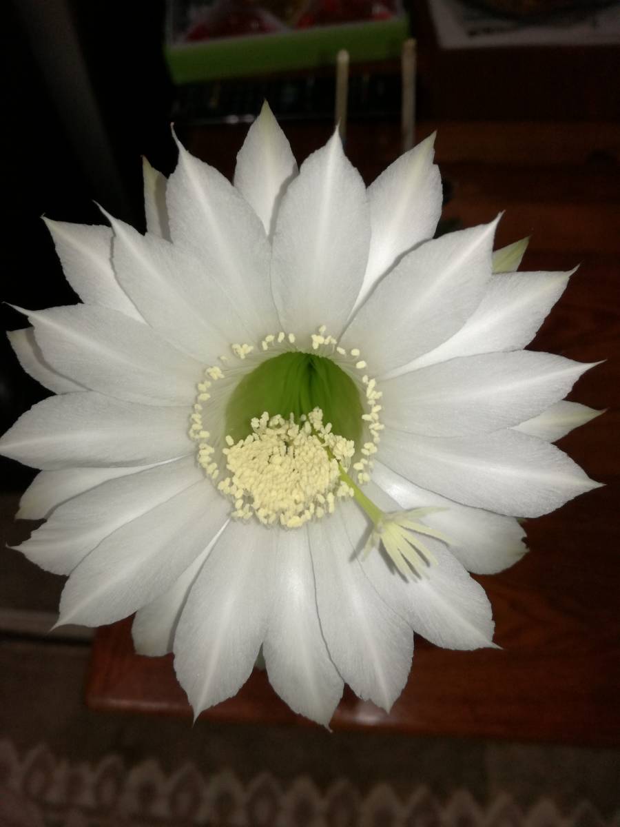 サボテン白い花が5月頃から3 4回咲きます 写真2が苗 この花の子供てす3本の値段 ジャスミン系の甘い匂いに包まれます サボテン 売買されたオークション情報 Yahooの商品情報をアーカイブ公開 オークファン Aucfan Com