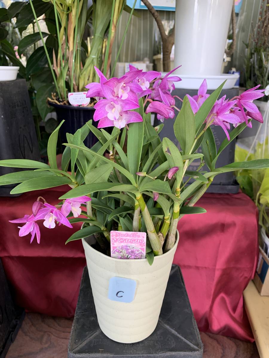 星型の小輪花 Den Kingianum キンギアナム さくらひらひら C 香り高く育てやすい洋蘭 デンドロビウム ラン 売買されたオークション情報 Yahooの商品情報をアーカイブ公開 オークファン Aucfan Com 星型の小輪花 Den Kingianum キンギアナム さくらひらひら C 香り高く育てやすい洋蘭 デンドロビウム ラン 売買されたオークション情報 Yahooの商品情報をアーカイブ公開 オークファン Aucfan Com