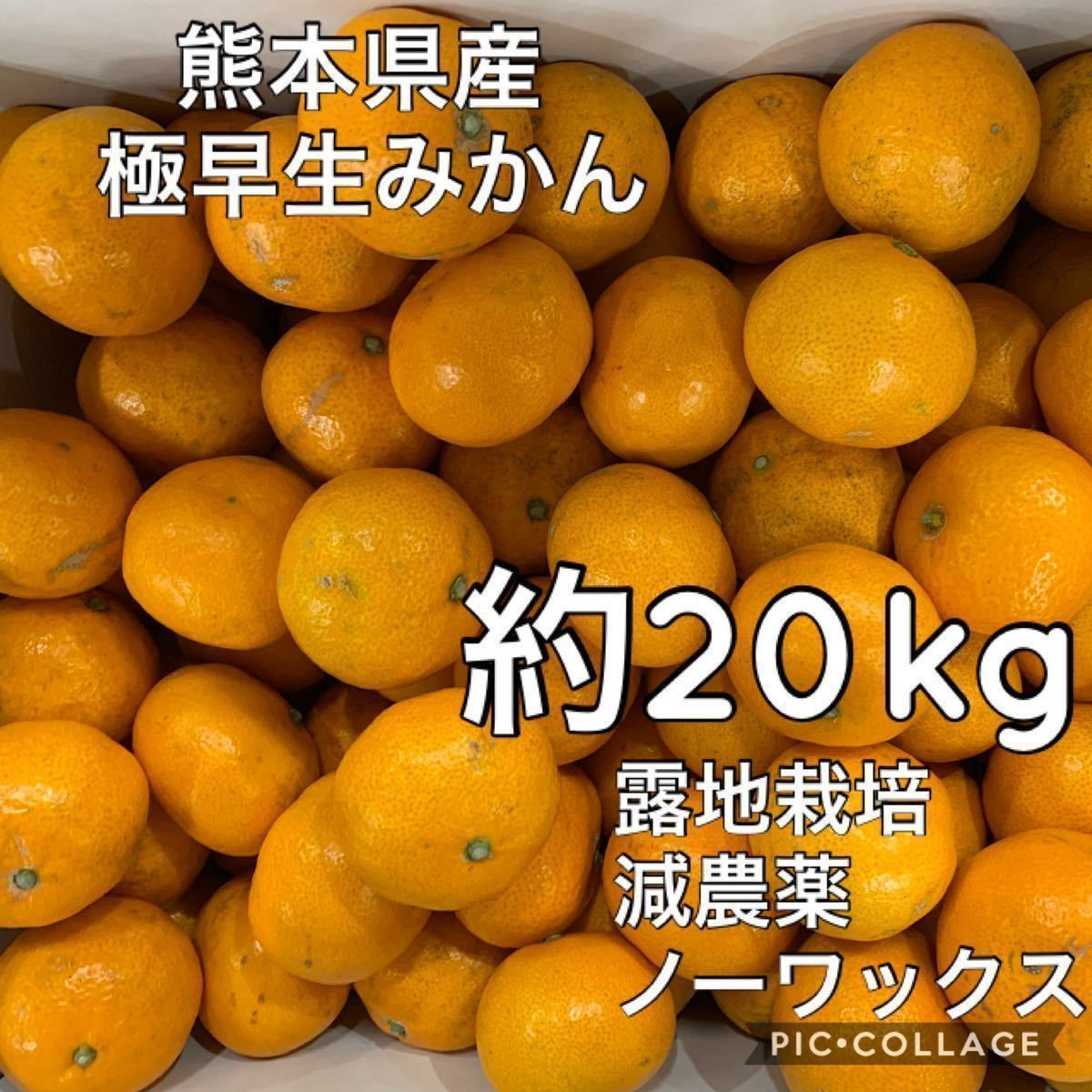 定番，新品 熊本県産 早生ミカン20kg :(かんきつ類)｜売買されたオークション情報、yahooの商品情報をアーカイブ公開 - オークファン かんきつ類
