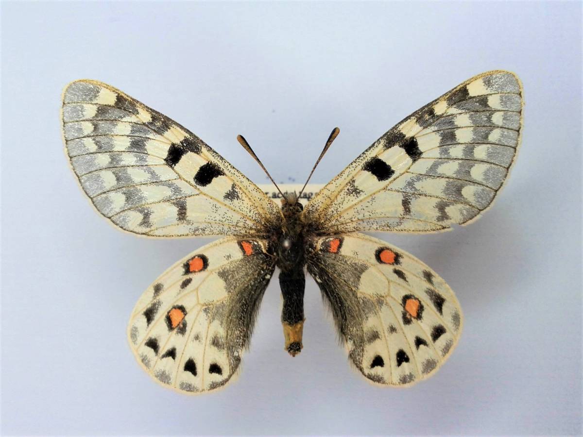 蝶 標本 アッコウスバシロチョウ Parnassius acco tagalangi