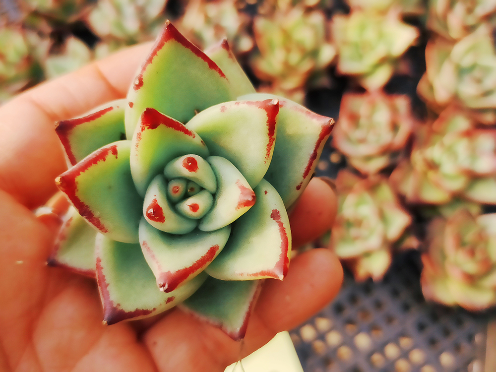 韓国多肉植物 韓国苗 エケベリア Echeveria 302 Ebony 30個 エケベリア