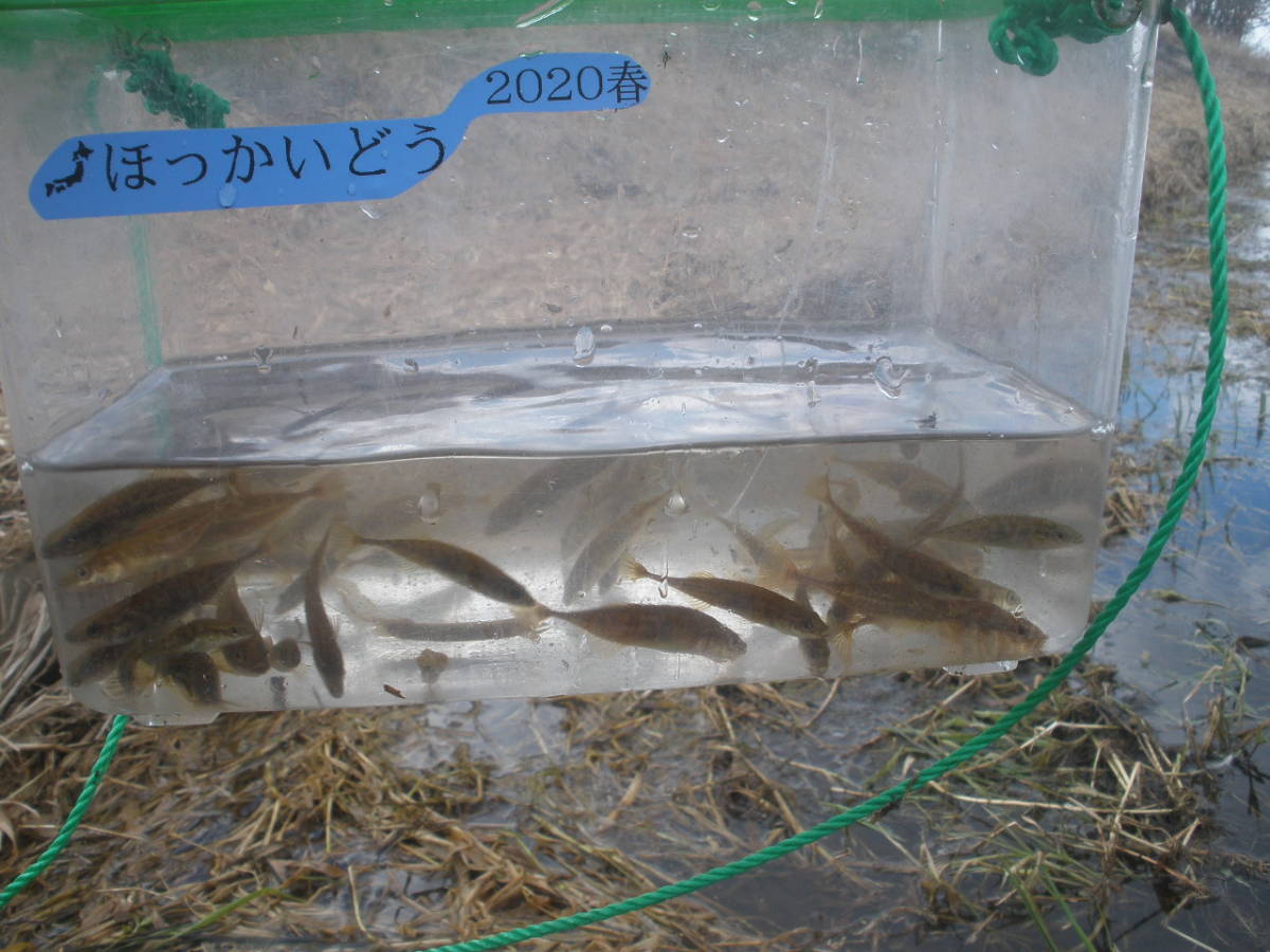 元気いっぱい O トミヨ イバラトミヨ エゾトミヨ 10匹 北の大地 北海道産 天然 ワイルド 個体 21 3 川魚 売買されたオークション情報 Yahooの商品情報をアーカイブ公開 オークファン Aucfan Com