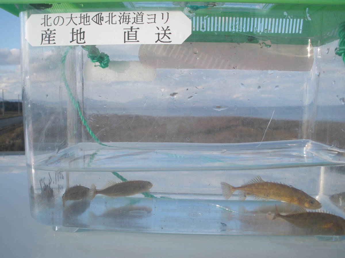 元気いっぱい O トミヨ イバラトミヨ エゾトミヨ 10匹 北の大地 北海道産 天然 ワイルド 個体 21 3 川魚 売買されたオークション情報 Yahooの商品情報をアーカイブ公開 オークファン Aucfan Com