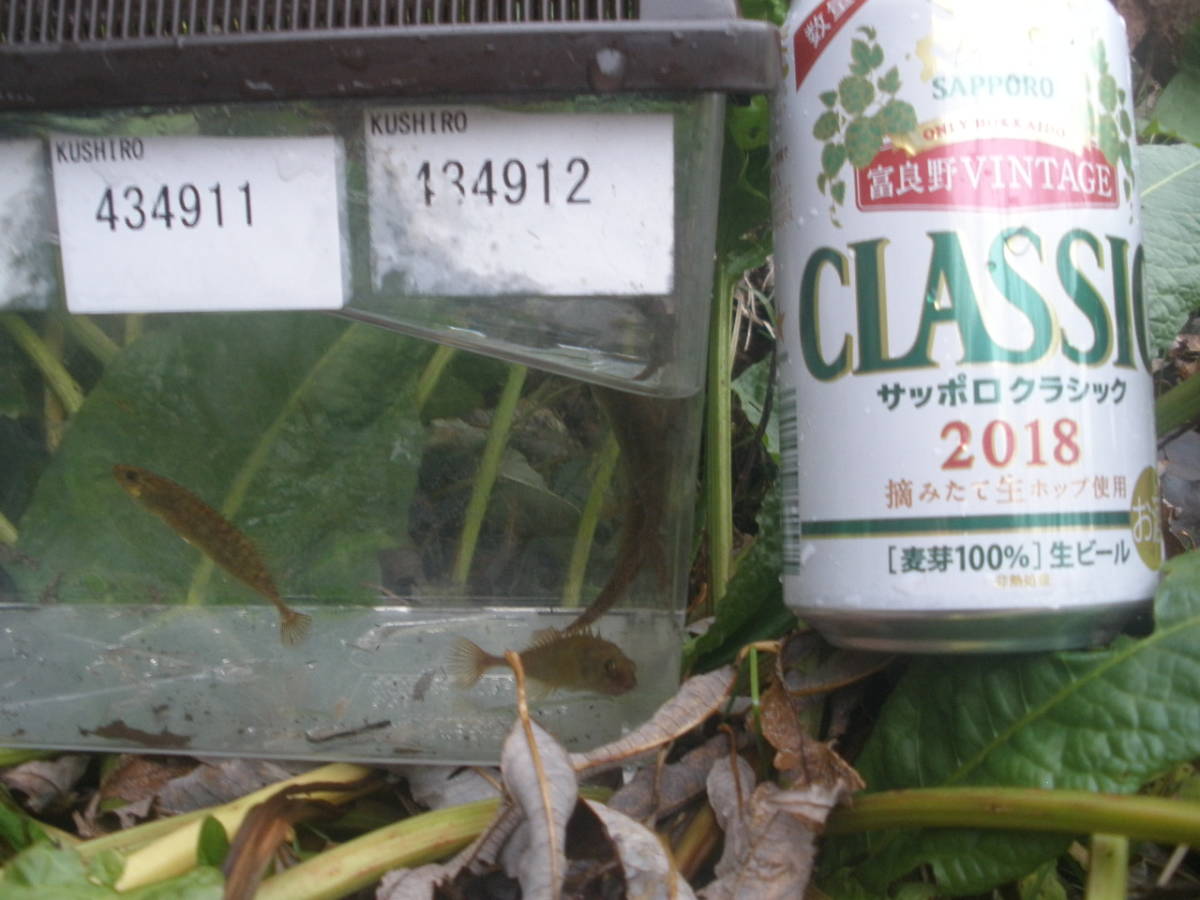 元気いっぱい O トミヨ イバラトミヨ エゾトミヨ 10匹 北の大地 北海道産 天然 ワイルド 個体 21 3 川魚 売買されたオークション情報 Yahooの商品情報をアーカイブ公開 オークファン Aucfan Com