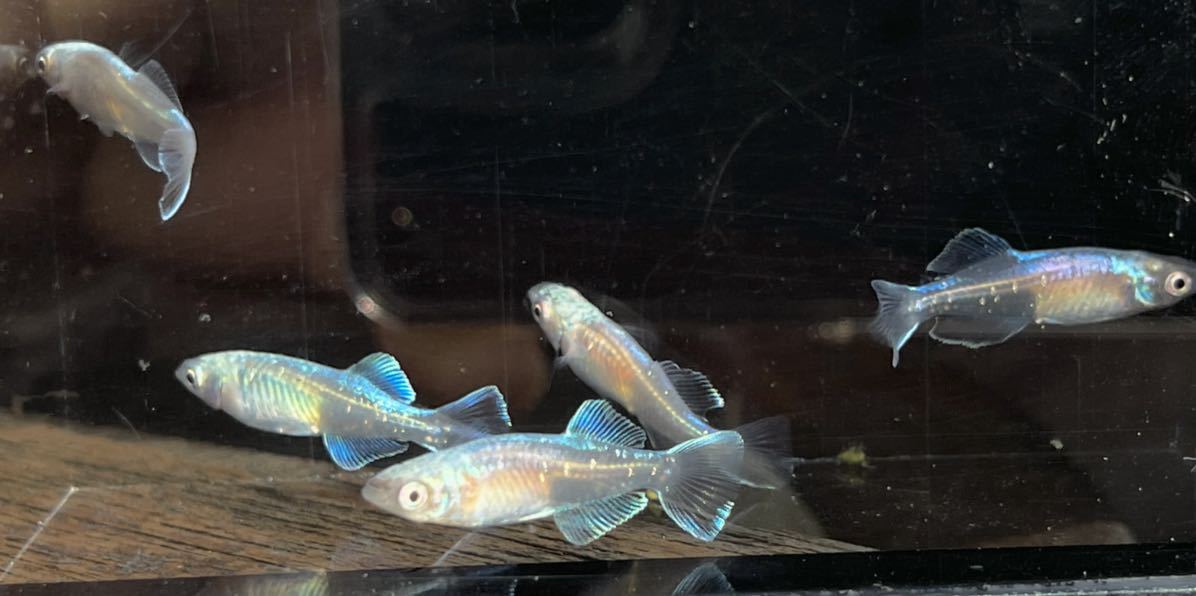 極上クラス 本家血統ドラゴンブルーメダカ2ペア メス ヒレの輝きが違います まる 泳ぐ宝石 めだか 売買されたオークション情報 Yahooの商品情報をアーカイブ公開 オークファン Aucfan Com