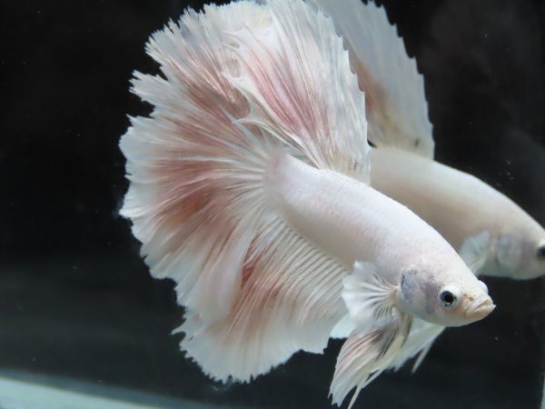 B27 ハーフムーンローズテール オス ベタ Masa Betta 熱帯魚 Ball ファーム ベタ 売買されたオークション情報 Yahooの商品情報をアーカイブ公開 オークファン Aucfan Com