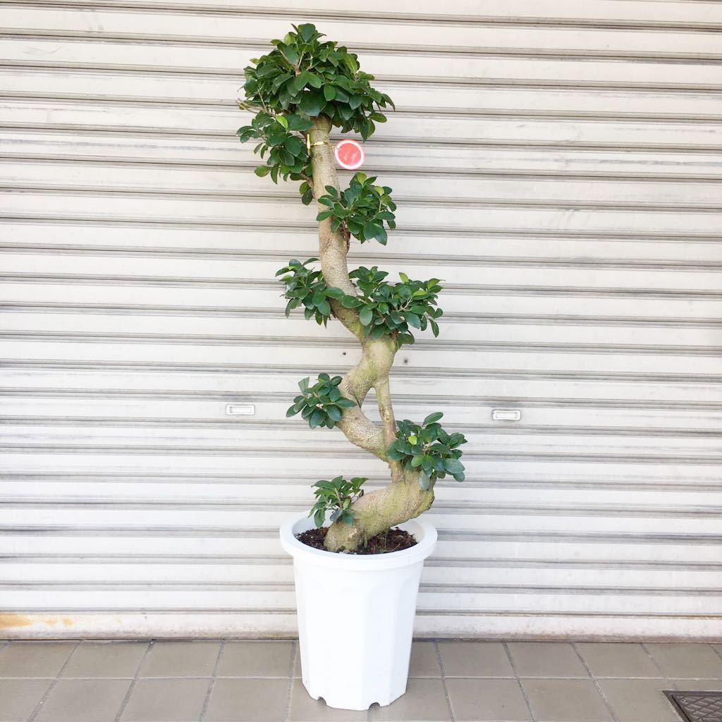 現品 多幸の木 クネクネ 曲がり ガジュマル 10号鉢 サボテン 売買されたオークション情報 Yahooの商品情報をアーカイブ公開 オークファン Aucfan Com