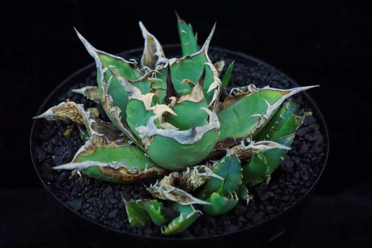 特選子株 アガベ チタノタ 豪刺 錦 斑入り agave titanota variegated