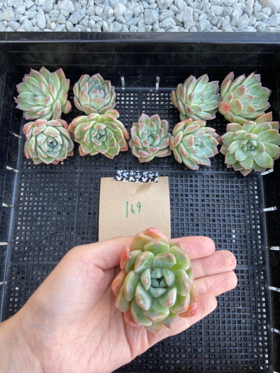 韓国多肉植物 韓国苗 エケベリア Echeveria 18 169サブリム10個 岡山在庫 4 30岡山発送 サボテン 売買されたオークション情報 Yahooの商品情報をアーカイブ公開 オークファン Aucfan Com