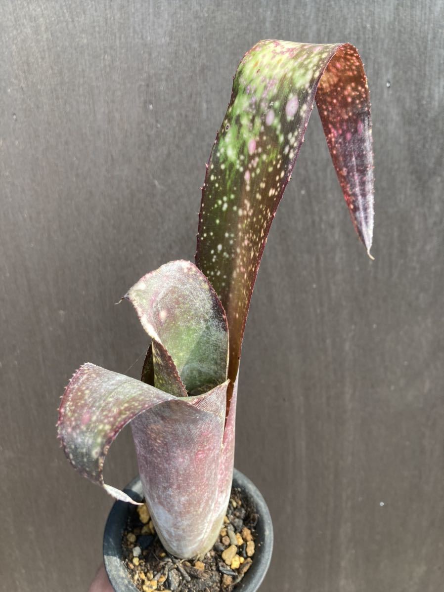 ビルベルギア アモエナ Billbergia Amoena タンクブロメリア 原種 多肉植物 アナナス 売買されたオークション情報 Yahooの商品情報をアーカイブ公開 オークファン Aucfan Com