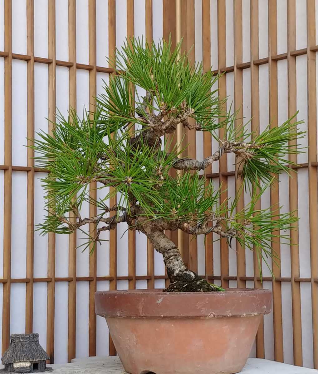 美男かずら（ビナンカズラ）・実付盆栽 美男カズラ ビナンカズラ 珊瑚礁