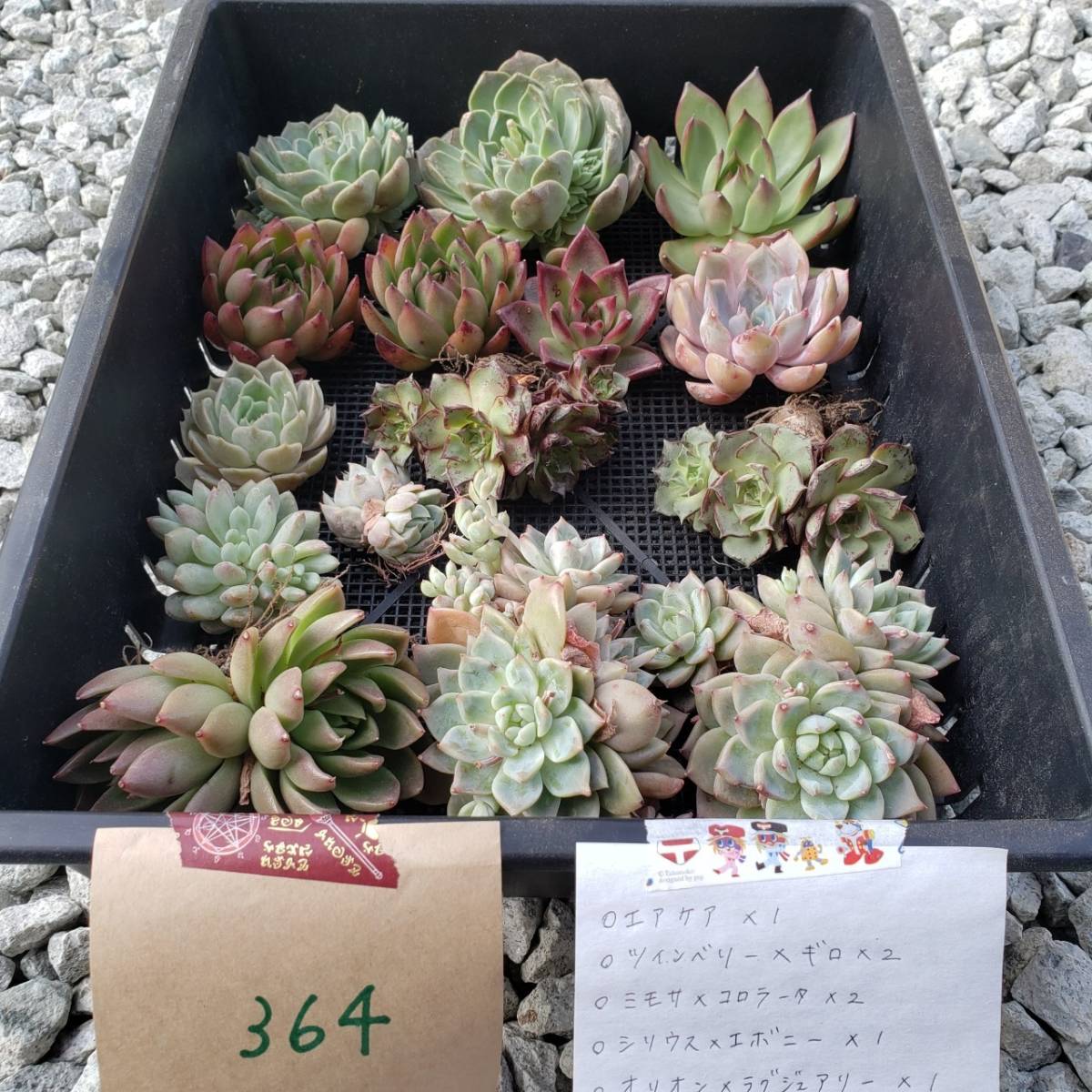 M0801 225多肉植物 寄せ植えに 8 12発送 Echeveria お名前つきません エケベリア 岡山在庫 韓国多肉植物 韓国苗 最高級のスーパー お名前つきません