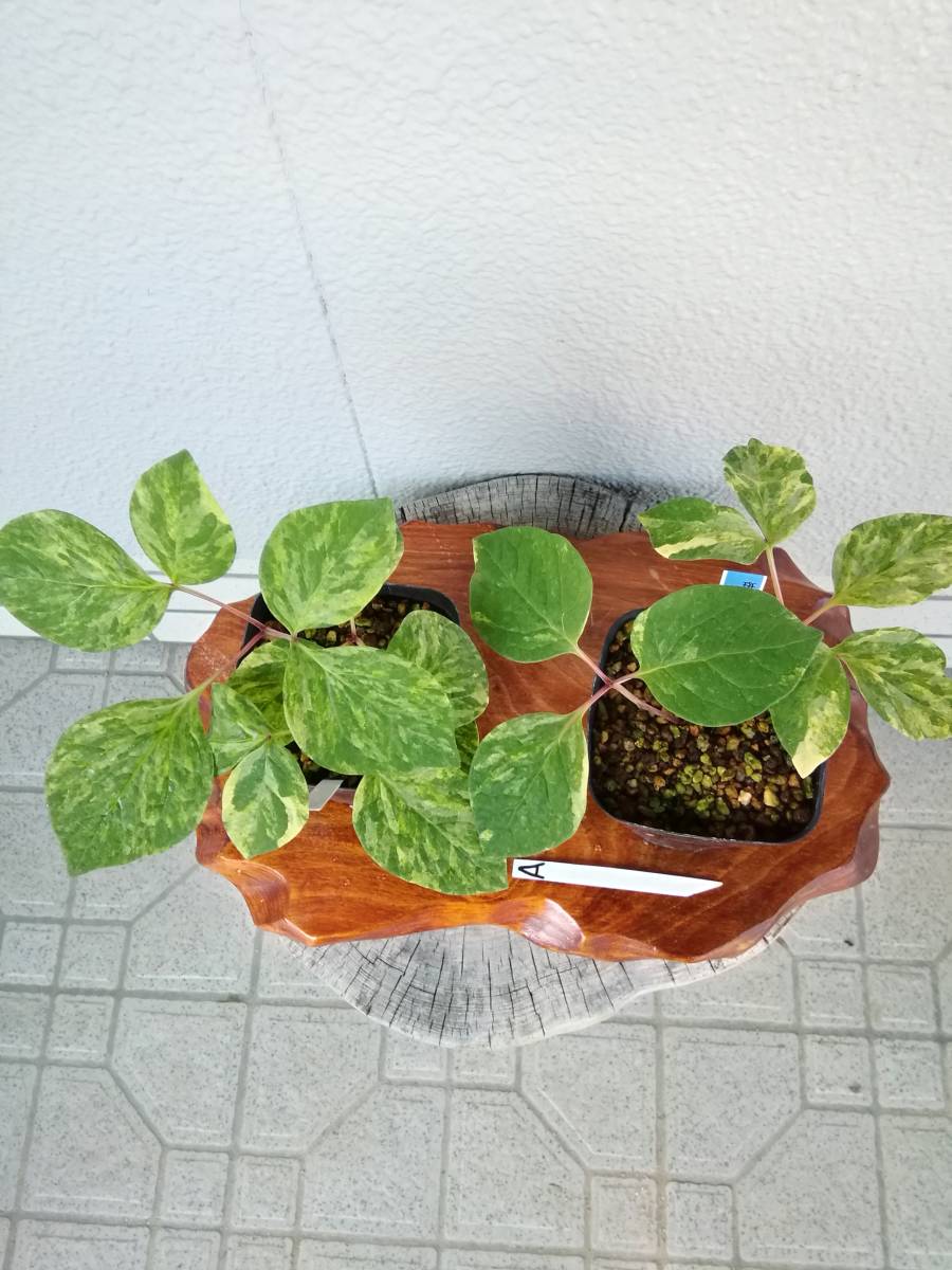 新品★スノーボードブーツ★24.5cm 古酒 2本セット Otard オタール VSOP FINE CHAMPAGNE グリーンボトル