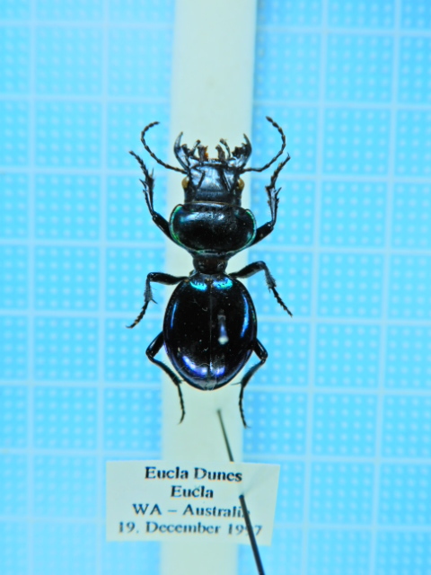 貴重標本】インド産 バラデバマルバネクワガタNeolucanus baladeba