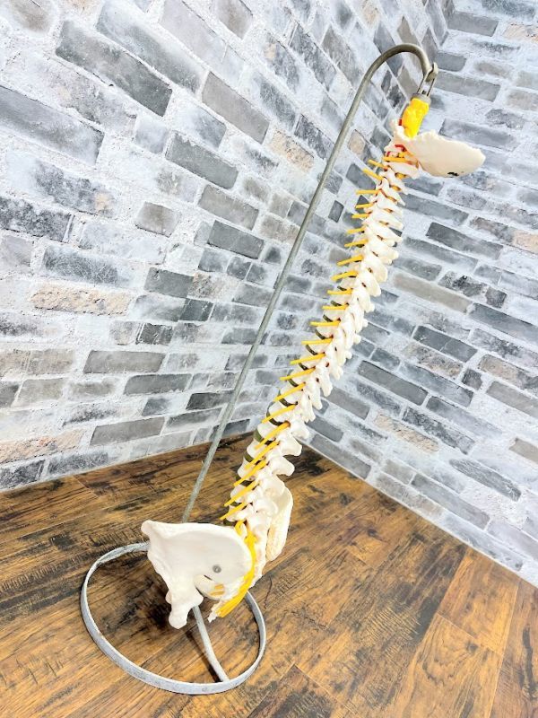 脊椎骨盤模型　脊髄　人体模型 　実物大　90cm　吊り下げスタンド付　骨盤　背骨　脊柱　頸椎　胸椎　腰椎　股関節付　整体　即日配送_1
