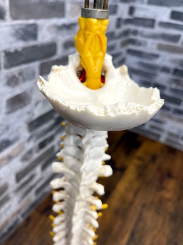 脊椎骨盤模型　脊髄　人体模型 　実物大　90cm　吊り下げスタンド付　骨盤　背骨　脊柱　頸椎　胸椎　腰椎　股関節付　整体　即日配送_2