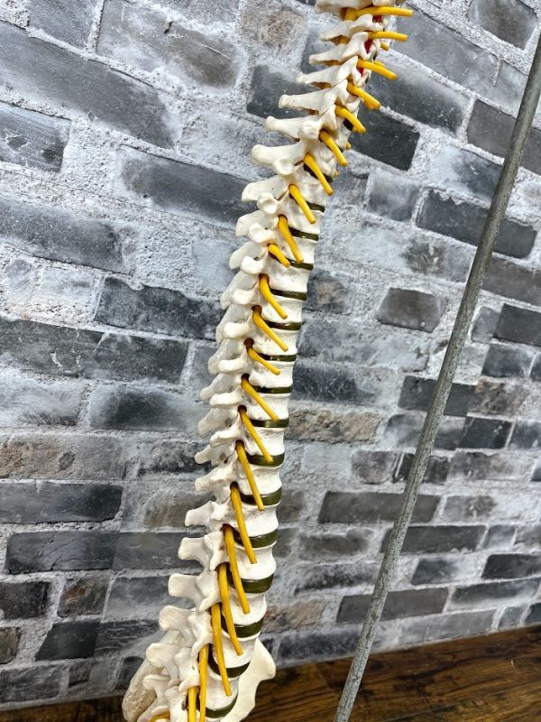 脊椎骨盤模型　脊髄　人体模型 　実物大　90cm　吊り下げスタンド付　骨盤　背骨　脊柱　頸椎　胸椎　腰椎　股関節付　整体　即日配送_3