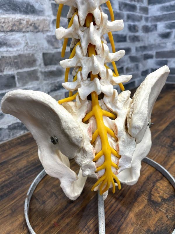 脊椎骨盤模型　脊髄　人体模型 　実物大　90cm　吊り下げスタンド付　骨盤　背骨　脊柱　頸椎　胸椎　腰椎　股関節付　整体　即日配送_4