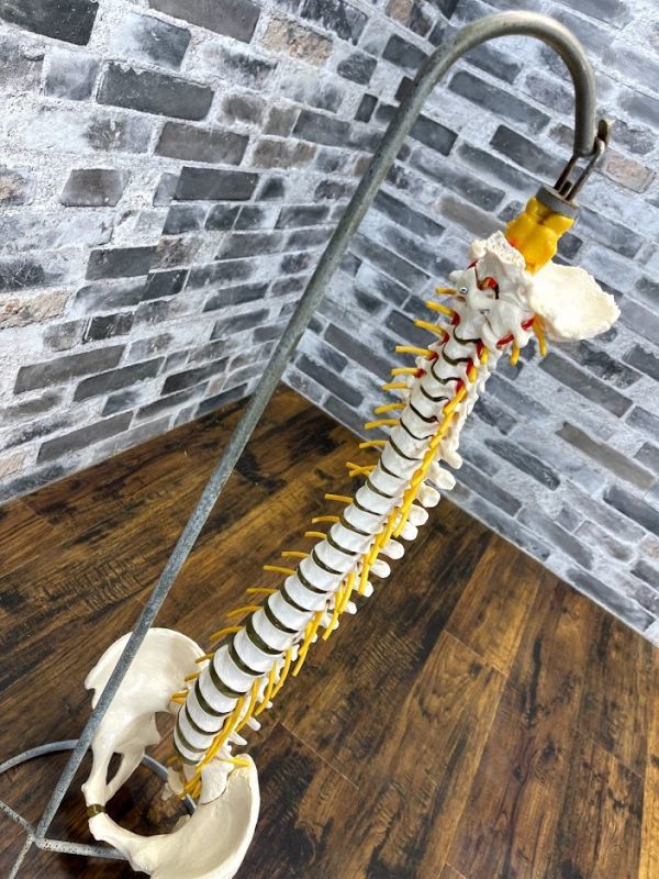 脊椎骨盤模型　脊髄　人体模型 　実物大　90cm　吊り下げスタンド付　骨盤　背骨　脊柱　頸椎　胸椎　腰椎　股関節付　整体　即日配送_6