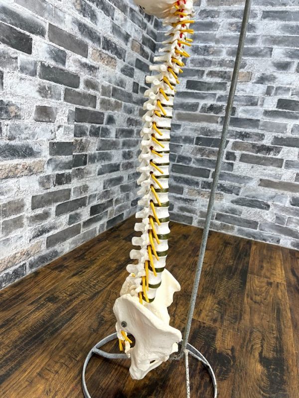 脊椎骨盤模型　脊髄　人体模型 　実物大　90cm　吊り下げスタンド付　骨盤　背骨　脊柱　頸椎　胸椎　腰椎　股関節付　整体　即日配送_7