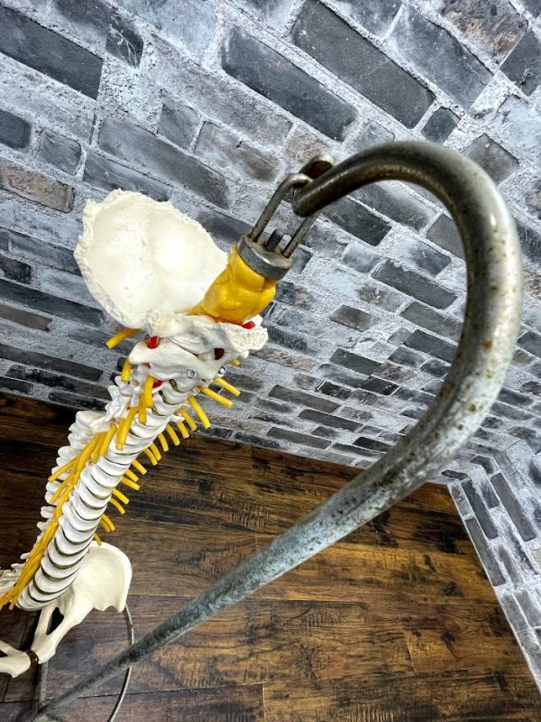 脊椎骨盤模型　脊髄　人体模型 　実物大　90cm　吊り下げスタンド付　骨盤　背骨　脊柱　頸椎　胸椎　腰椎　股関節付　整体　即日配送_8