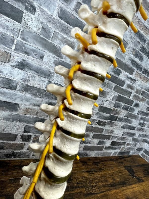 脊椎骨盤模型　脊髄　人体模型 　実物大　90cm　吊り下げスタンド付　骨盤　背骨　脊柱　頸椎　胸椎　腰椎　股関節付　整体　即日配送_9