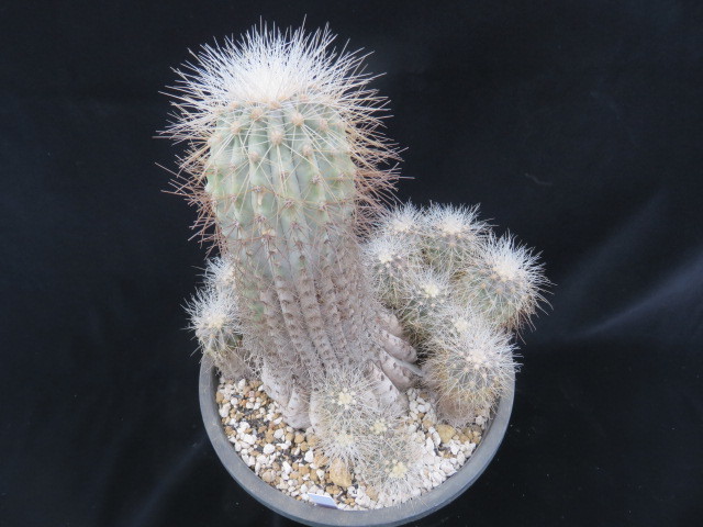 45.コピ 雷血丸 サボテン 多肉植物 Copiapoa コピアポア クライン