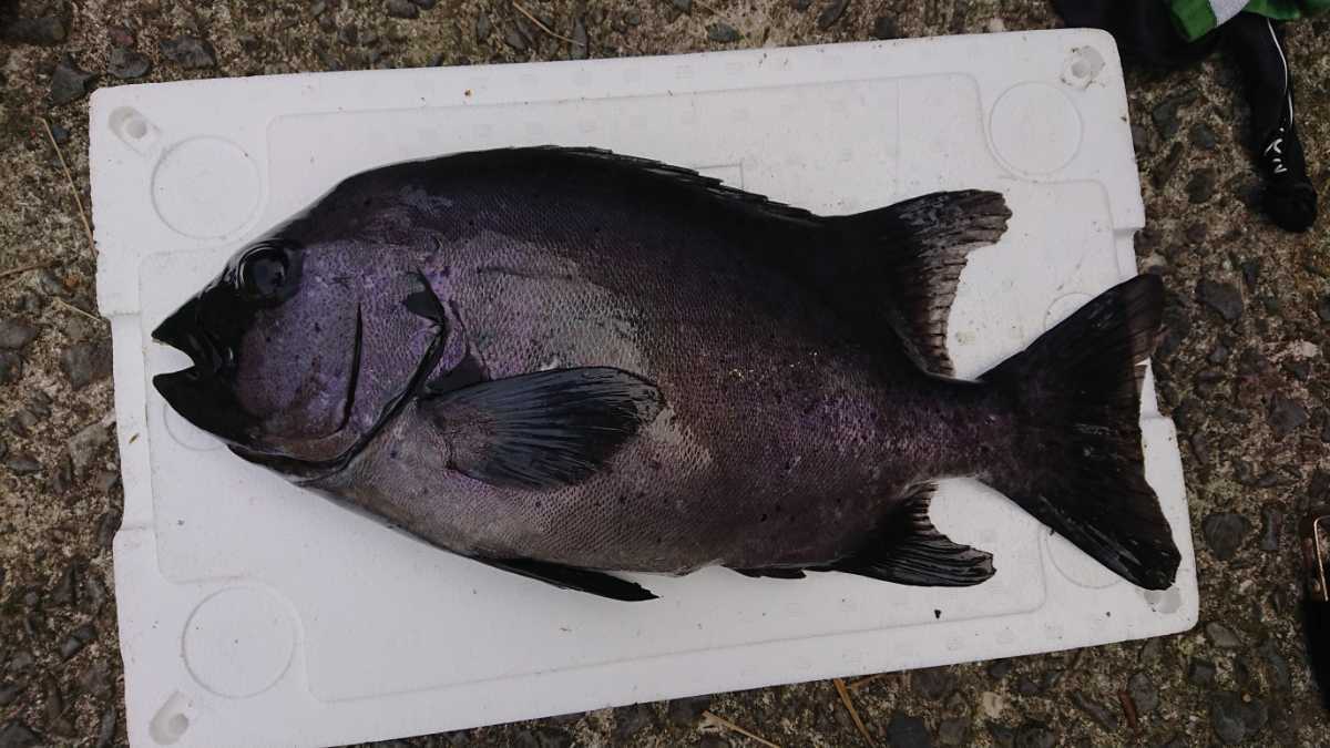 本物保証，新品 イシダイ 2.5kg 冷蔵 津本式(タイ)｜売買されたオークション情報、yahooの商品情報をアーカイブ公開 - オークファン タイ