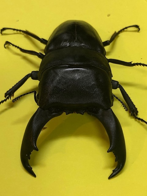 【HOT，新品】 １円スタート 太テイオウヒラタ 未後食新成虫 ペア ９４，７mm ４２，０mm(外国産)｜売買されたオークション情報、yahooの商品情報をアーカイブ公開 - オークファン 外国産