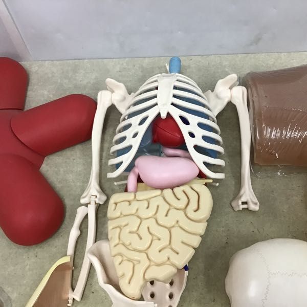 1円～ 訳あり ジャンク アシェット 体のふしぎ 人体模型_3