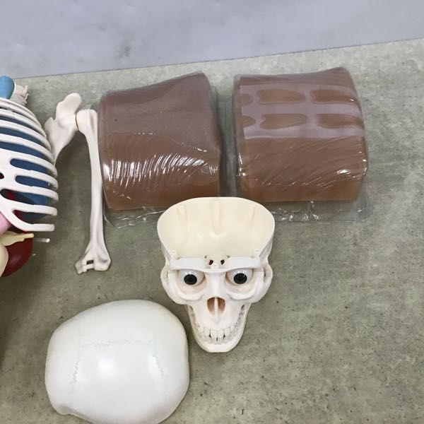 1円～ 訳あり ジャンク アシェット 体のふしぎ 人体模型_4