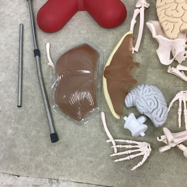 1円～ 訳あり ジャンク アシェット 体のふしぎ 人体模型_5