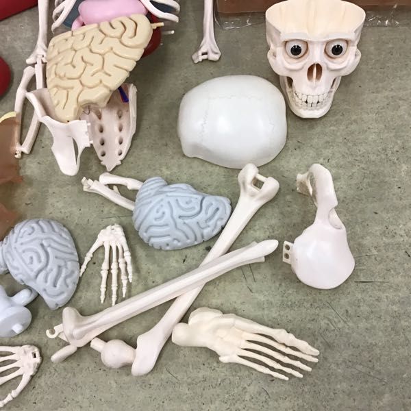 1円～ 訳あり ジャンク アシェット 体のふしぎ 人体模型_6