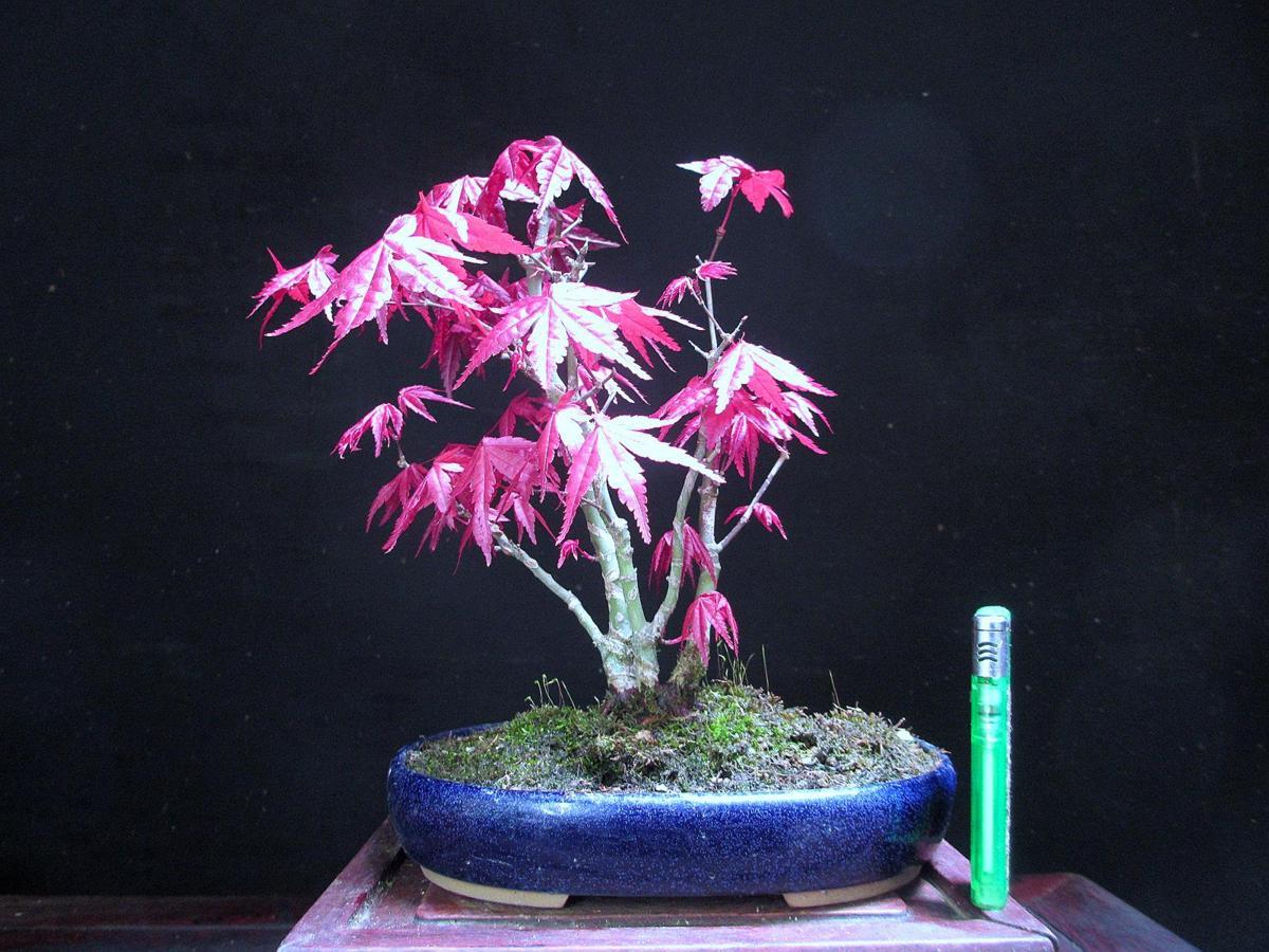 出猩々 もみじ 紅葉、出猩々、石付き、樹高25㎝。 モミジ デショウ 