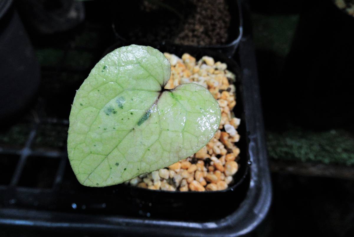 斑入り　カンアオイ　タマノカンアオイ　昇冠(しょうかん) タマノ カンアオイ 斑入り山採れ （斑入り・山野草・春蘭・富貴蘭