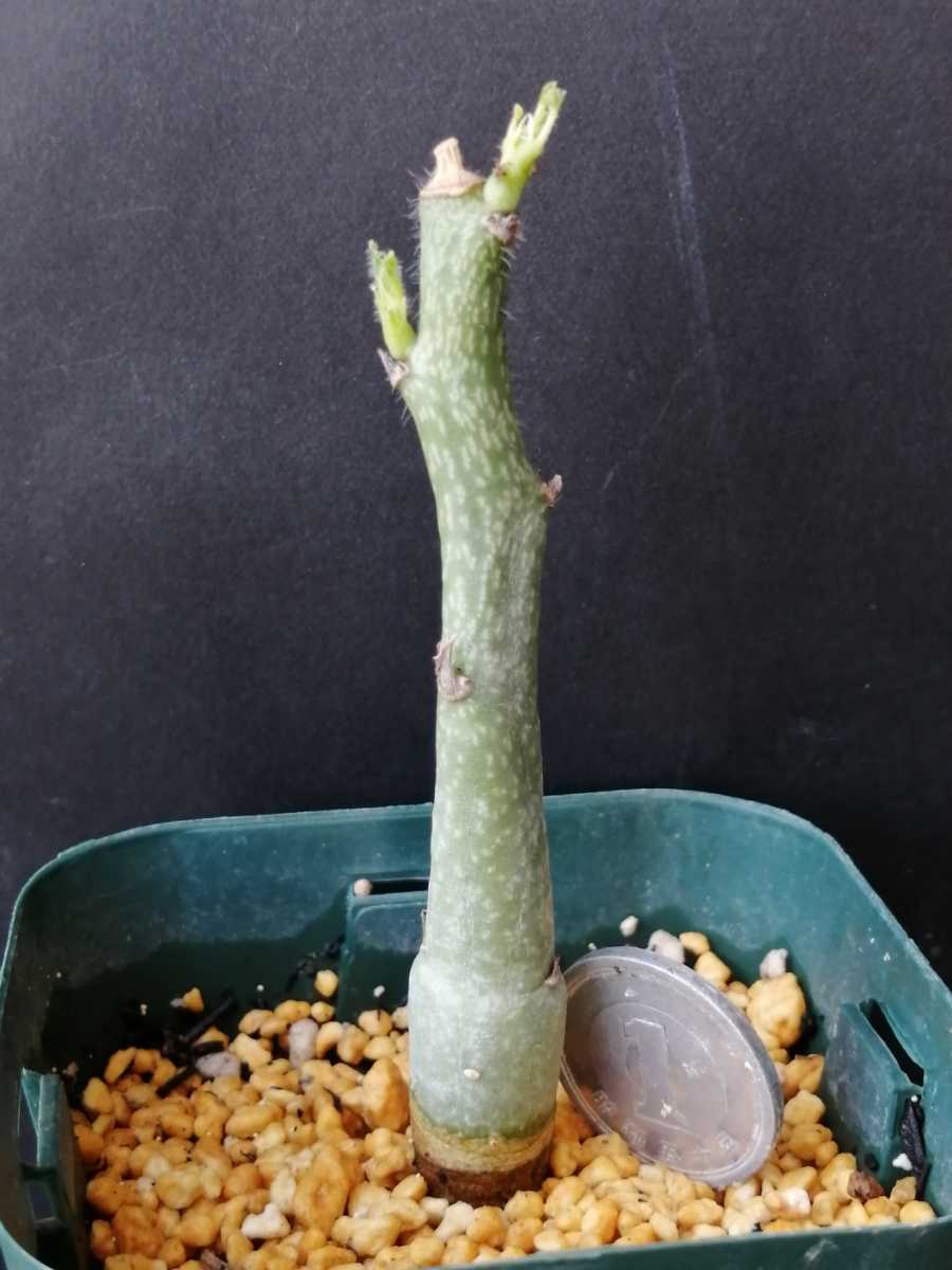 アデニア ケラマンサス（Adenia keramanthus ) 1 コーデックス caudex