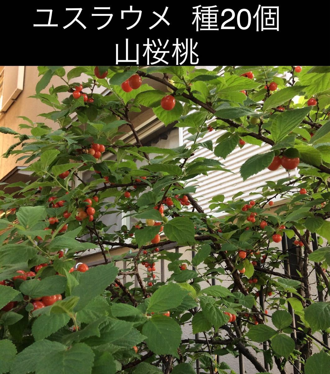 山桜桃の種 ユスラウメ 粒 種 売買されたオークション情報 Yahooの商品情報をアーカイブ公開 オークファン Aucfan Com