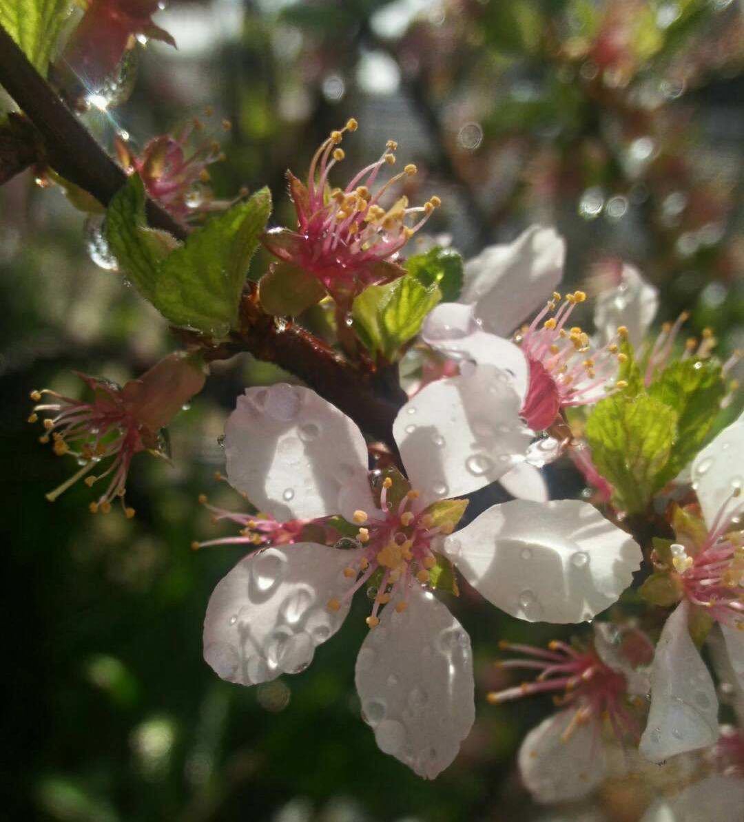 山桜桃の種 ユスラウメ 粒 種 売買されたオークション情報 Yahooの商品情報をアーカイブ公開 オークファン Aucfan Com 山桜桃の種 ユスラウメ 粒 種 売買されたオークション情報 Yahooの商品情報をアーカイブ公開 オークファン Aucfan Com