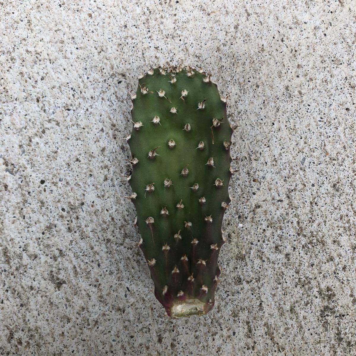 Opuntia phaeacantha 'Dark Knight' - Knight メルカリ Dark knight