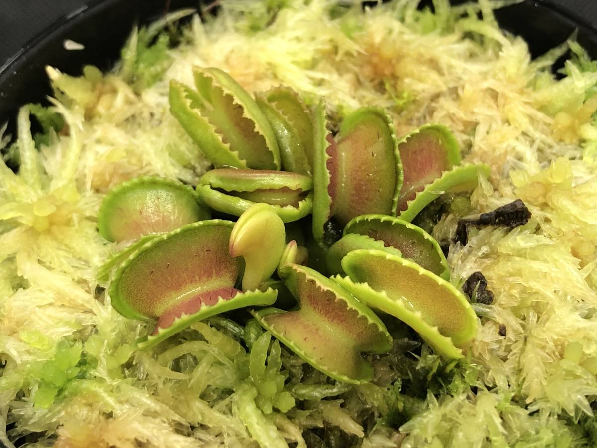 Dionaea muscipula”GJ Giant Cudo” ディオネア マスシプラ