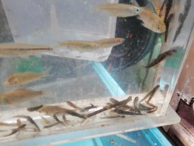 ヨシノボリのヤフオク の相場 価格を見る ヤフオク のヨシノボリのオークション売買情報は28件が掲載されています