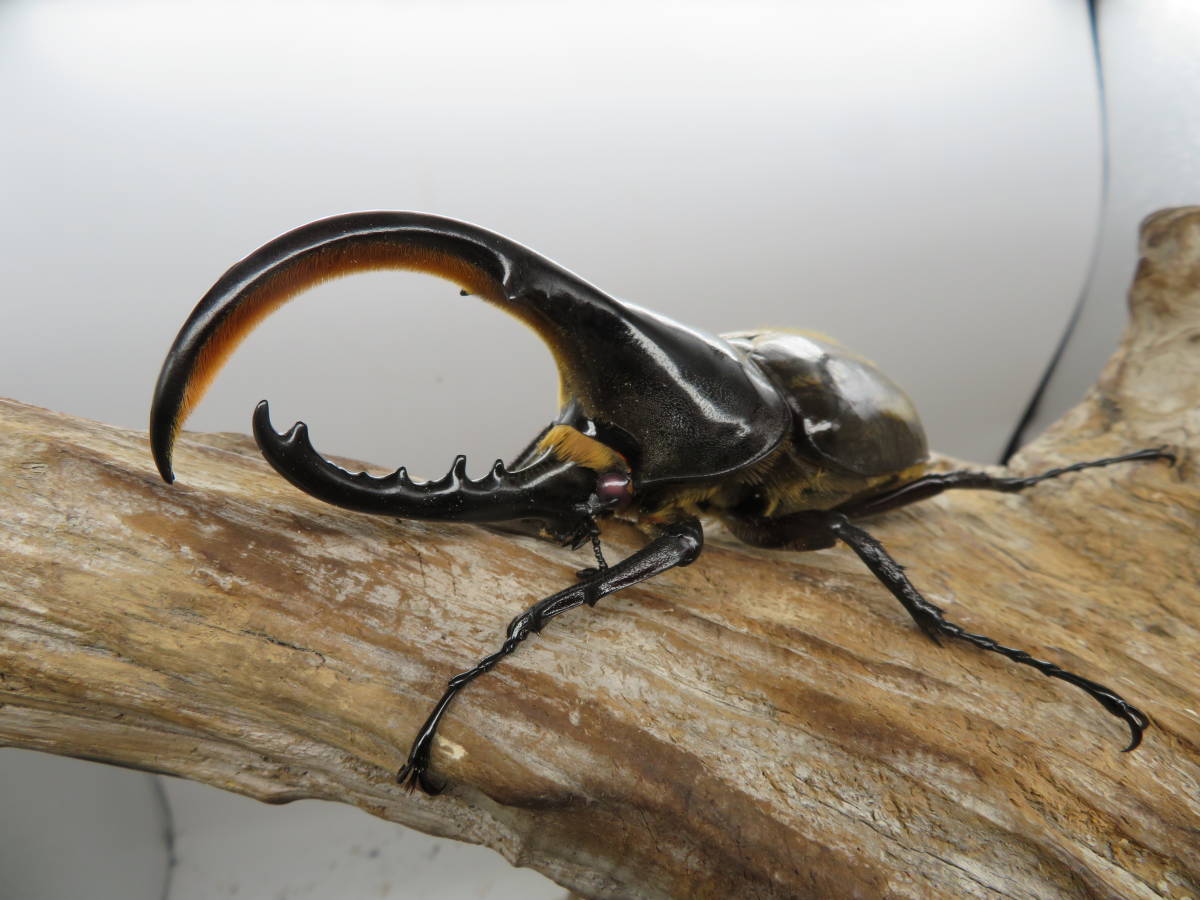 Dhヘラクレスオオカブト 新成虫 レッドアイヘラクレス ペア 外国産 売買されたオークション情報 Yahooの商品情報をアーカイブ公開 オークファン Aucfan Com