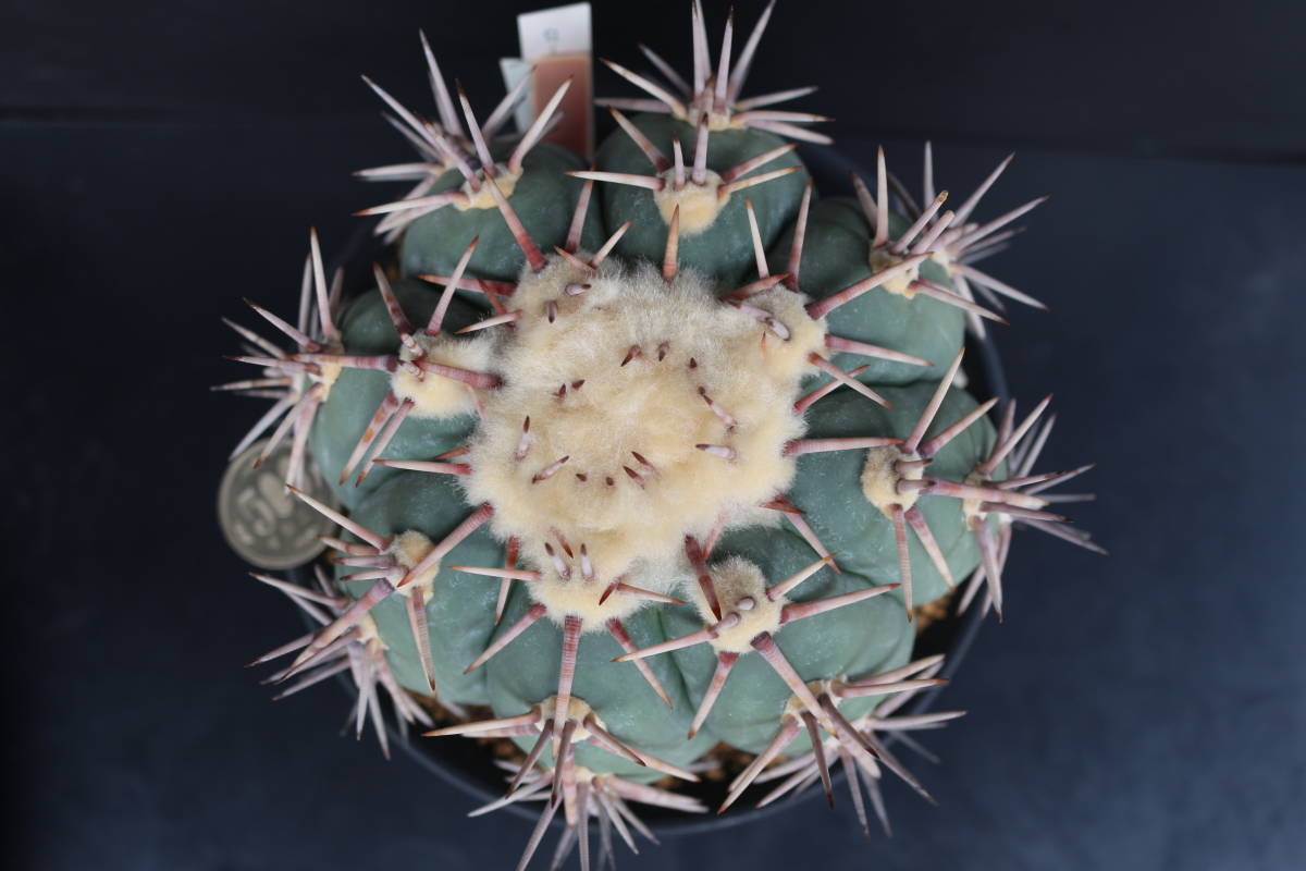 サボテン エキノカクタス 翠平丸 Echinocactus | 白刺翠平丸 