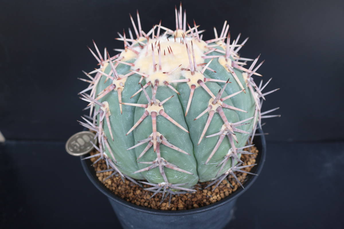 サボテン エキノカクタス 翠平丸 Echinocactus | 白刺翠平丸 